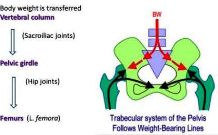 weight bearing lines of pelvis