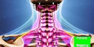 cervical-spine-anatomy