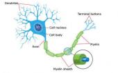 νευρικό κύτταρο